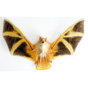 KERIVOULA PICTA KERIVOULA PICTA